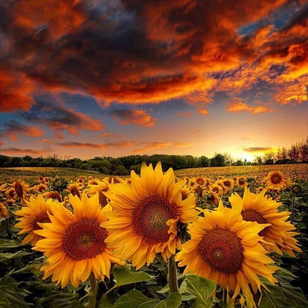 Meet your Posher, Negrita Taina